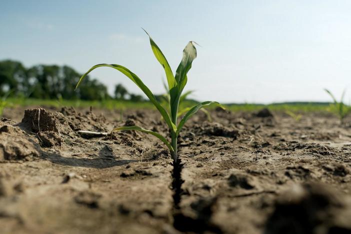 Saltwater from rising sea levels threatens future of farming along Chesapeake Bay