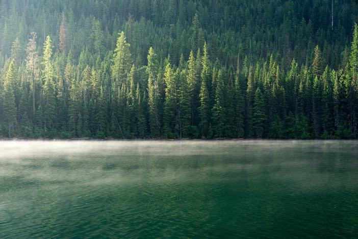 Trees across the U.S. face dire threats, new report shows
