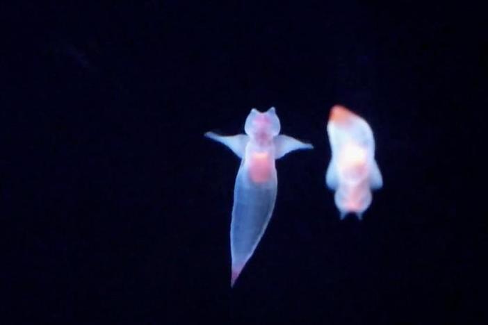 Pteropod populations could decline or vanish due to rising ocean acidity.