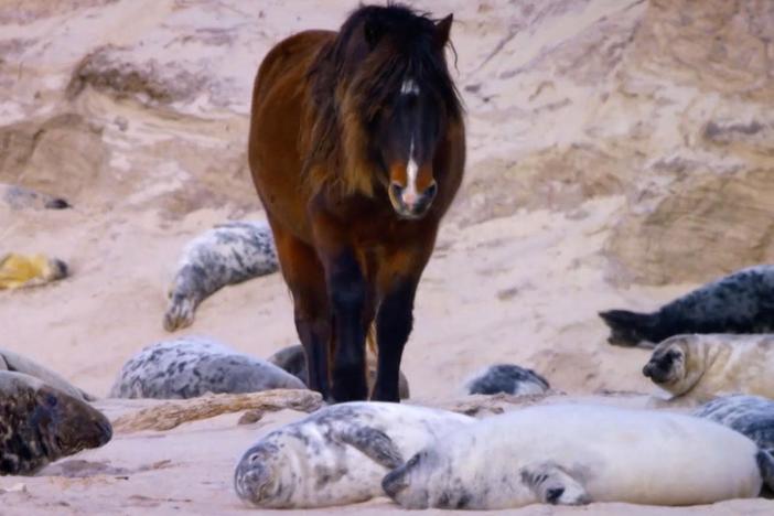 The wild horses of Sable Island are able to thrive thanks to seals.
