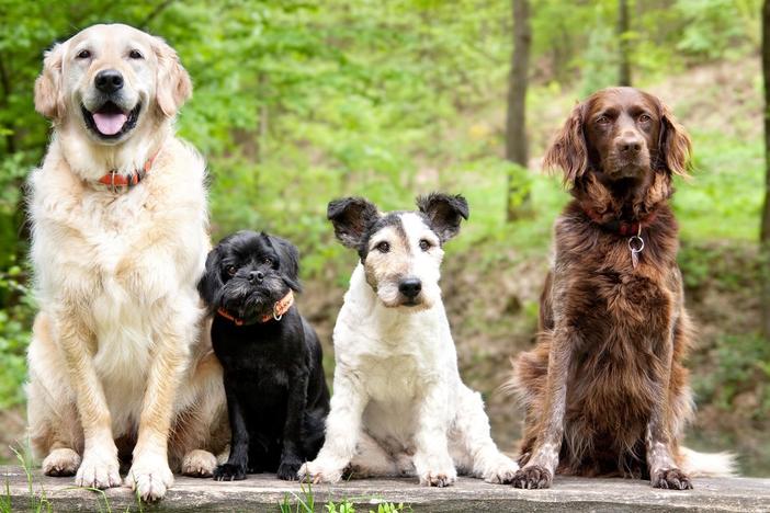Follow the epic journey of dog domestication and see what science says about dogs’ love.