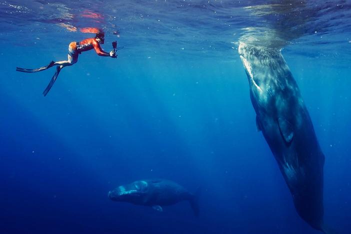 Witness the first encounter between Patrick and a sperm whale he names “Dolores.”