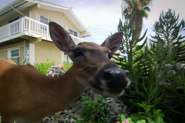 Learn about one of our closest neighbors: the white-tailed deer.
