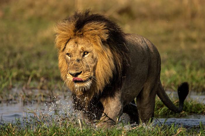 Explore the landscape and wildlife of the upper Okavango River.
