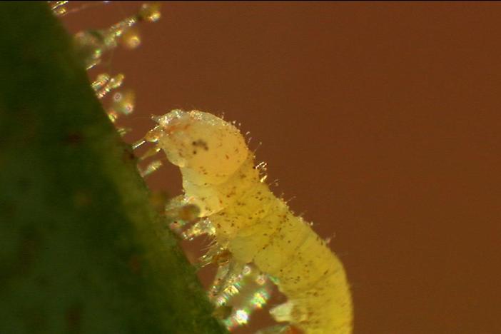 To protect against herbivores, wild tobacco plants deposit sweet but deadly secretions.
