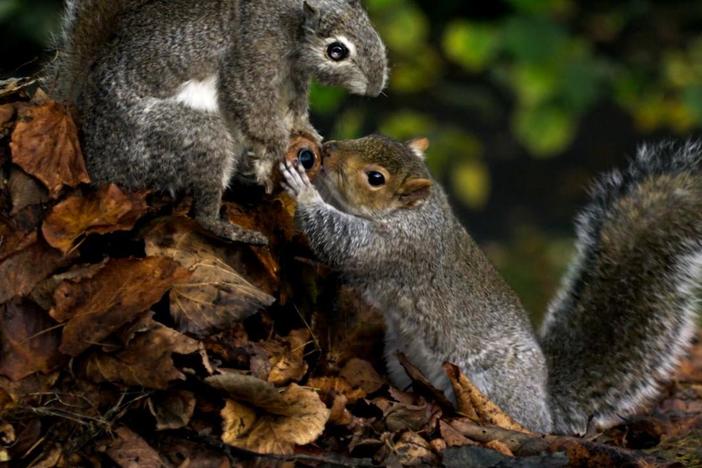 Spy Creatures infiltrate the world of animal intelligence, ingenuity, and creativity. 