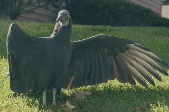 Meet Adonis, just another crippled vulture surviving on the kindness of Hot Springs, AR.