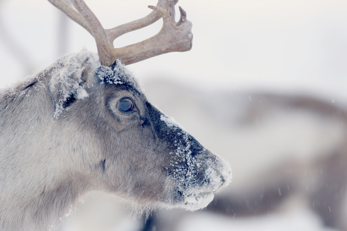 Witness the mass migration of hundreds of thousands of reindeer.