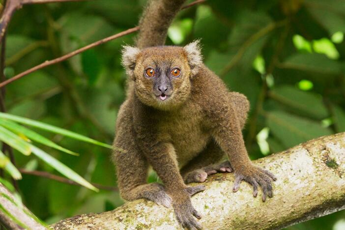 In Madagascar, one woman is rewriting the fate of a lemur species once thought to be lost.