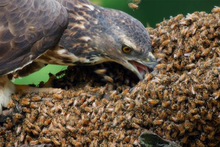 Oriental honey buzzards have a deadly diet.