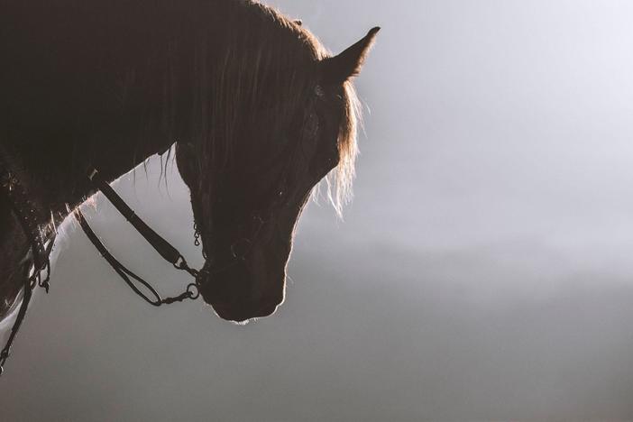 Take a global tour of the most fascinating members of the modern horse club.