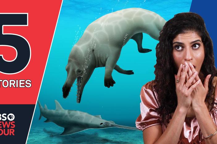 A 4-legged whale, China limits gaming and other stories you missed | 5 STORIES | Sept. 3