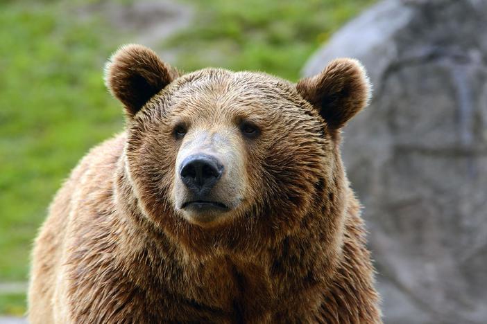 Soaring temperatures bring wildfires, and something’s forced the beavers to leave home.