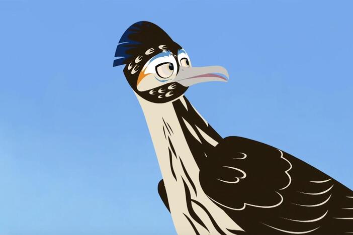 Martin and Chris find out that even though the roadrunner prefers to run, it can also fly!