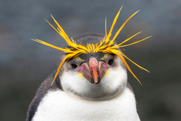 Meet all 18 species of penguins from around the world.