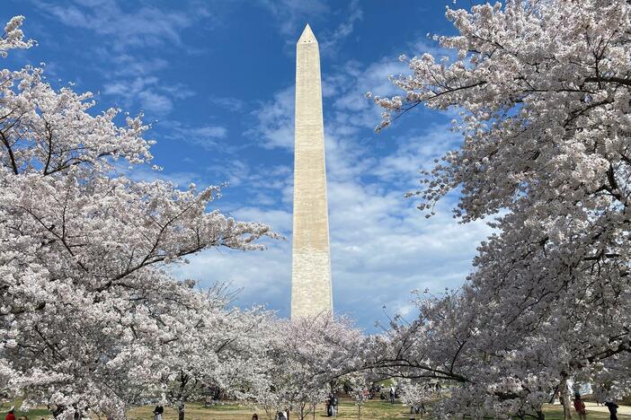 The history and symbolism of Washington’s iconic cherry blossoms