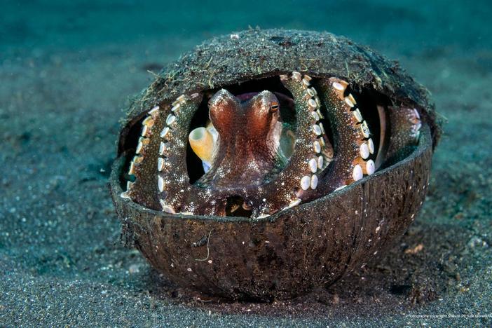 This octopus has devised an ingenious way to create a moveable shelter.