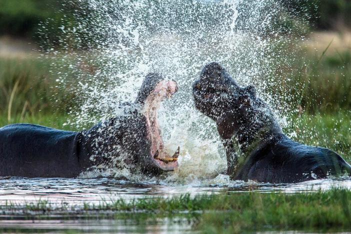 Watch as a pair of bull hippos battle for a pool on the Okavango.