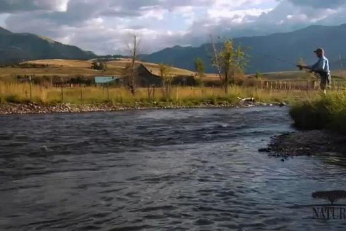 A look at efforts to remove dams and restore streams and salmon runs.