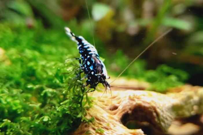 Viral ‘shrimp raves’ raise awareness of an endangered species