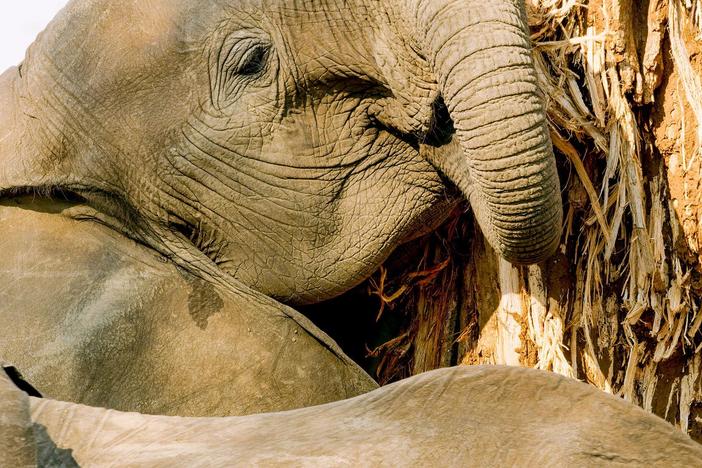 The baobab stores thousands of gallons of water in its spongy wood.