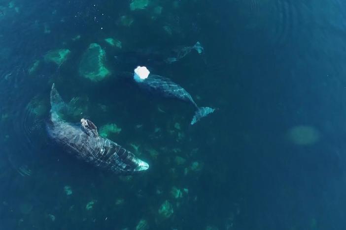 Scientists use drones to spy on bowhead whales.