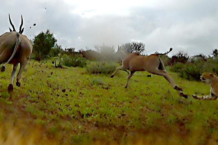 Go on the hunt with a cheetah family--from their point of view!