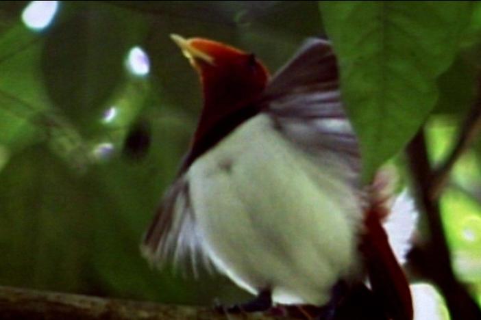 The courtship displays of the red and white King bird of paradise.
