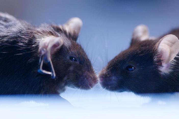 Low doses of THC from cannabis can help older mice learn faster, researchers found.