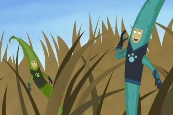 The Wild Kratts discuss the food chain, starting at the bottom with "producers".