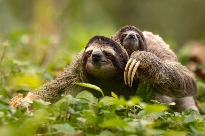 A sloth scientist, her tree-climbing BFF, and their dog work to save Costa Rica’s sloth populations.