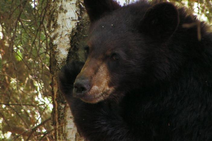 Garbage and bird feeders make Anchorage an appealing place for hungry black bears.