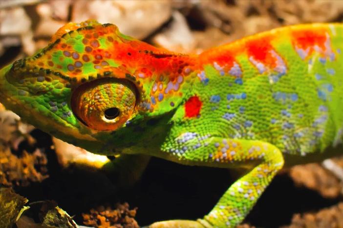 In her last moments, this female chameleon's skin erupts with color.
