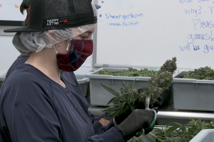 Minorities struggle for headway in the legal weed business