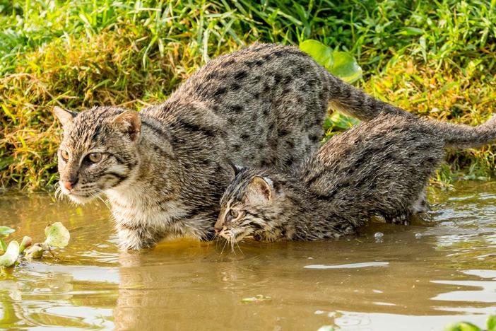 Watch as this fishing cat tries to teach her kittens how to catch fish.
