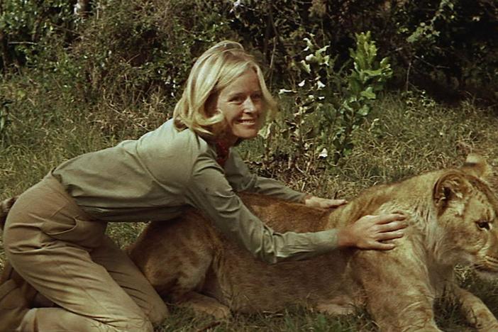 A lioness is adopted by a couple in Kenya.
