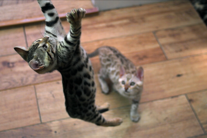 Even as kittens, cats display their killer instincts. 