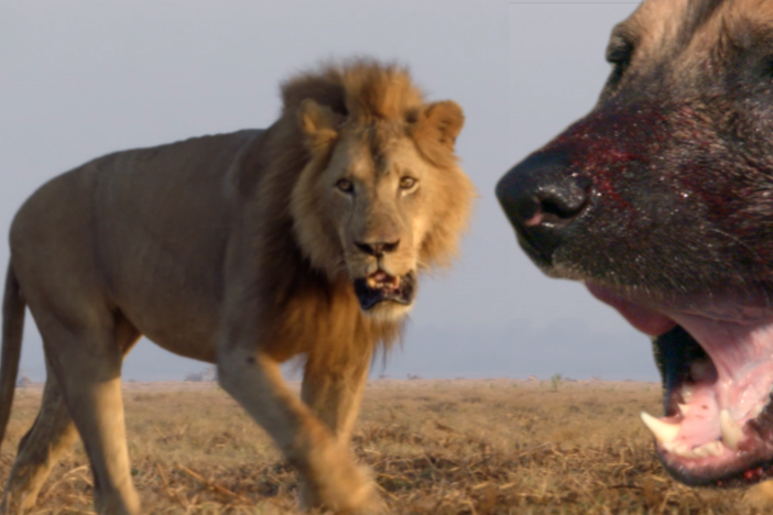 Lions and African wild dogs hunt their prey very differently.