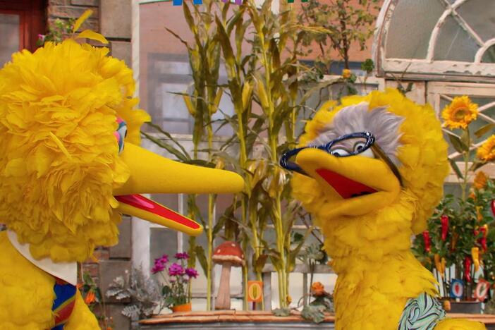 Big Bird wonders if his Granny Bird will be able to make it to the Family Day party.