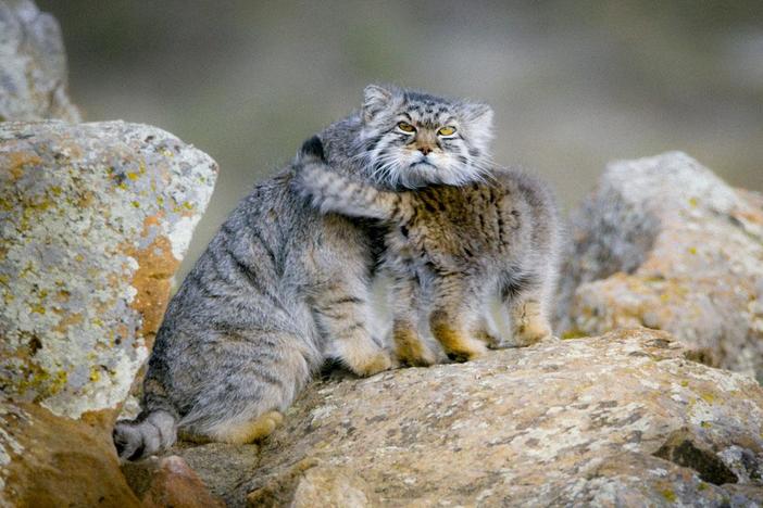 Discover how cats have conquered the world, thriving in almost every landscape on Earth.