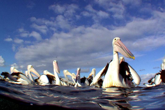 Pelicans join forces, swimming in unison in the hopes of catching an afternoon snack.