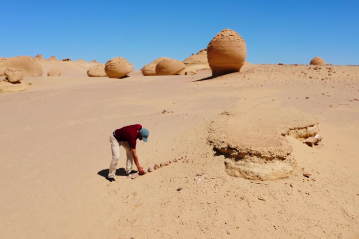 What is this whale skeleton doing in the Egyptian Sahara Desert?