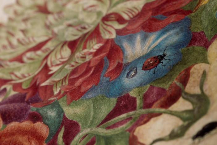 Maria Sibylla's illustrations brought to light the true life cycle of insects.