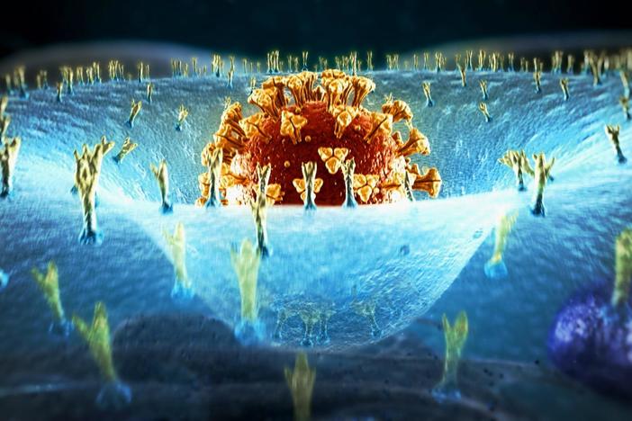 The virus likely is not a new entity on Earth, but it is new in humans.