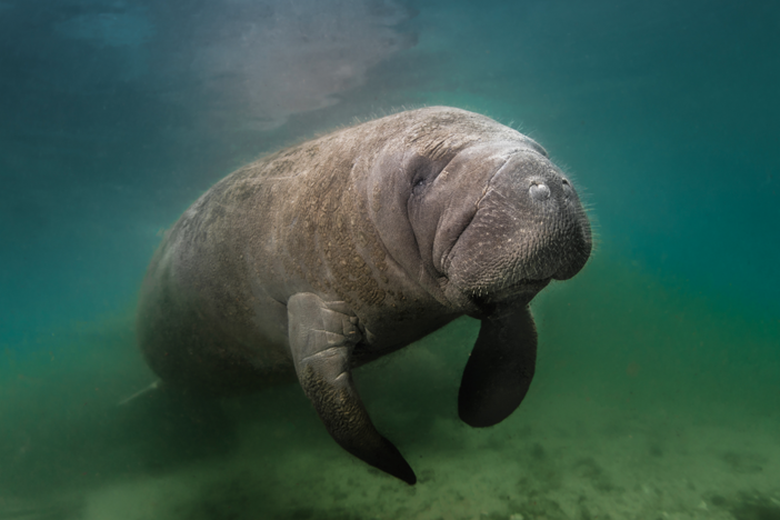 Discover the wildlife of Florida and how experts are battling threats to its ecosystems.