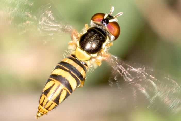 As they gorge, oblique streaktail hoverflies help keep orange trees safe from disease.