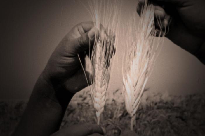 Norman Borlaug pioneered “shuttle breeding” which sped up the wheat breeding process.