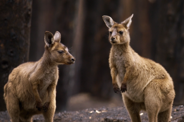 While their mothers will not survive their wounds, two joeys are welcomed into a new home.