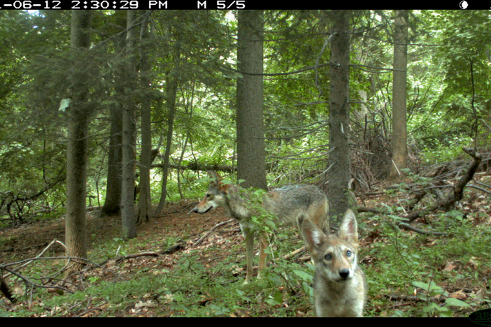 Follow researchers as they document the coywolf in New York City. 
