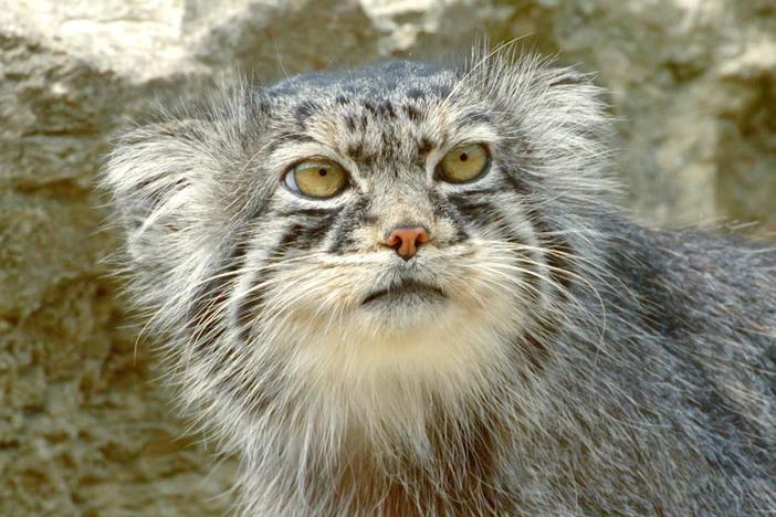 If you were eking out a living like the Pallas's cat, you might be grumpy too. 